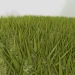 Touch Grass Simulator icon