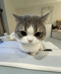 N0V