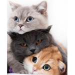Cats only group/be kind/be nice/be who you are