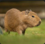 Leila’s love for capybara group