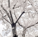 fragile soul ୨୧