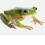 -The Roblox Frogs-