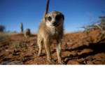 Meerkats101
