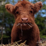 cows by hannah