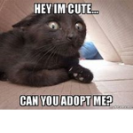 Adopted Army