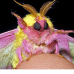 möth
