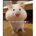 Lattenin güllerii