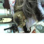 CAT CLUB only cat skins allowed or others