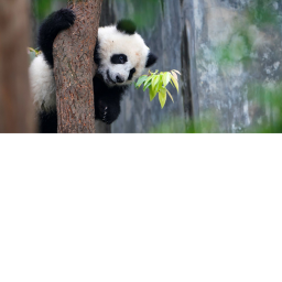 🐼