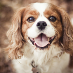 The cavalier King Charles spaniel group!