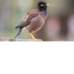 Myna Squad