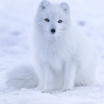 WhiteFox's Group