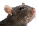 We <3 Rats