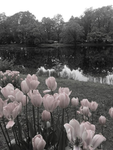 vivi's enchanted garden