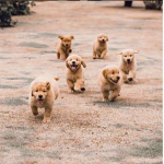 Bubbly Latte Army