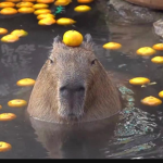 The sus capybara’s