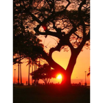 SaveTheTrees Clan