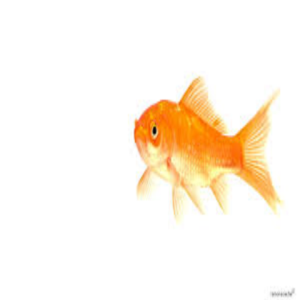 goldfish #27 Roblox decal