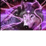 Galaxy midnight wolf