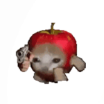 The GMOD Group