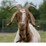 Boat Riding Goats