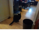 Christmaz Catz