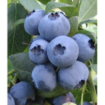 The Blue Berry Group :)