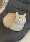 Cat shirt company