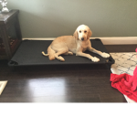 A good place for dogs