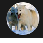 The Twilight_Wolves Fan club