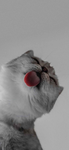 Kitty_countryball