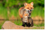 Foxes dream!!