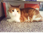 Cat =)