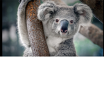 The animal zone
