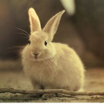 .Fluffybunnyz.