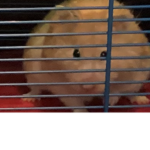 Darwin the hamster