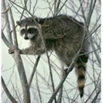 Superior Raccoon Studios