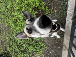 dog talkers