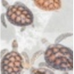turtle..aesthetics