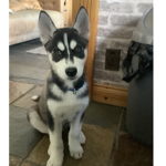 Husky_squad