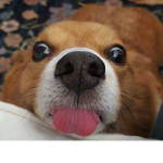 The sassy corgies