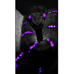 Lucid Snake