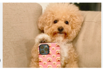 Pet fun25