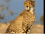 CHEETAHS FOR LIFE!