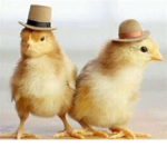 *TheChickenFans!!*