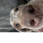#pawsforlife