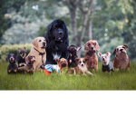 bob + other ppl