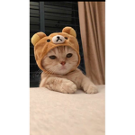 ~ Isah loves cats ~