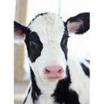 ~Cow Squad~ ~All Welcome~