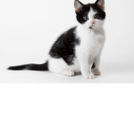#Teh Cat Squadd